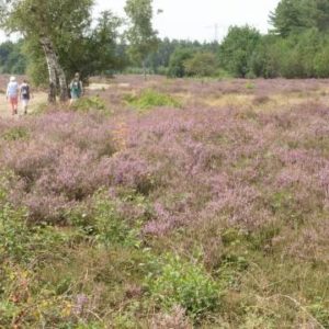 heide wandeling